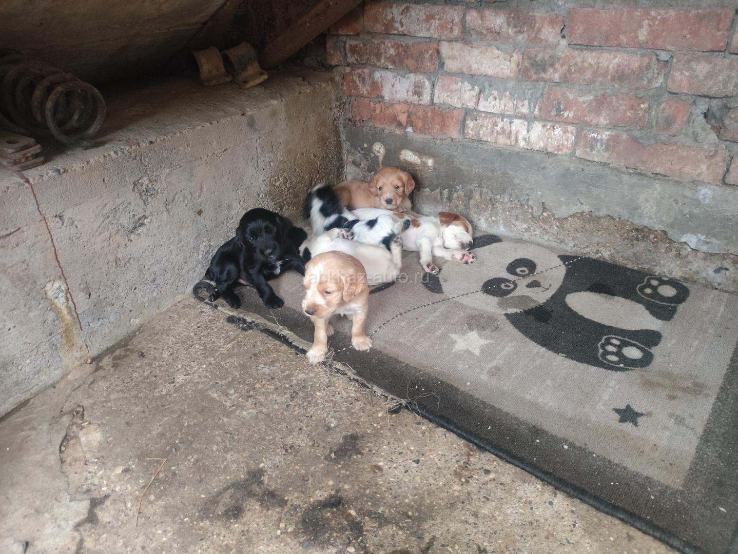Щенки спаниель