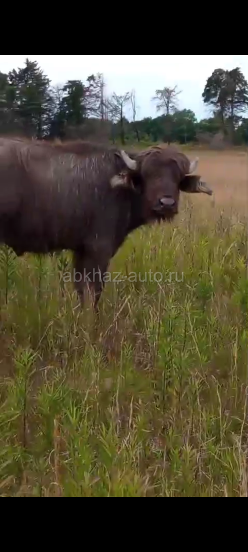 Буйвол на мясо