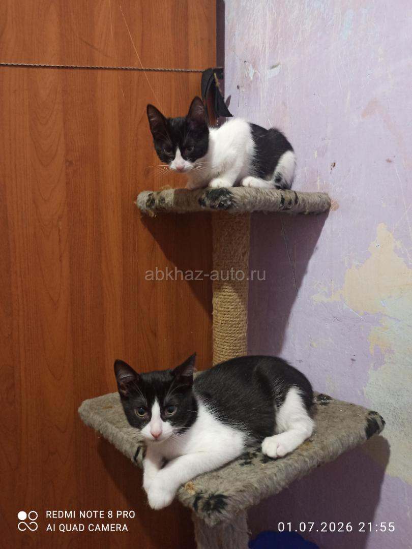 Котята брат и сестра