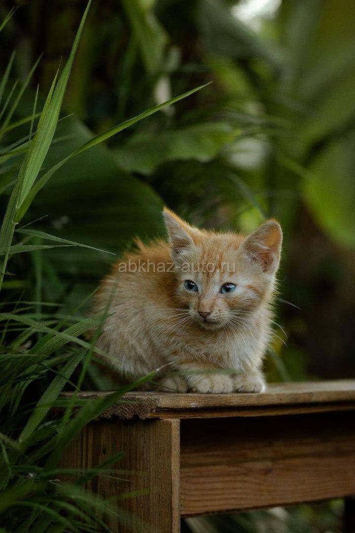 Котенок в добрые руки