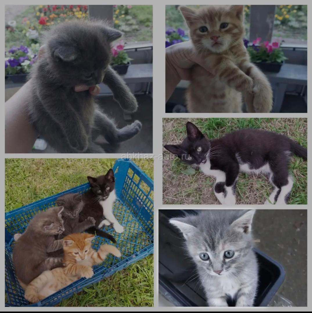 Котята даром