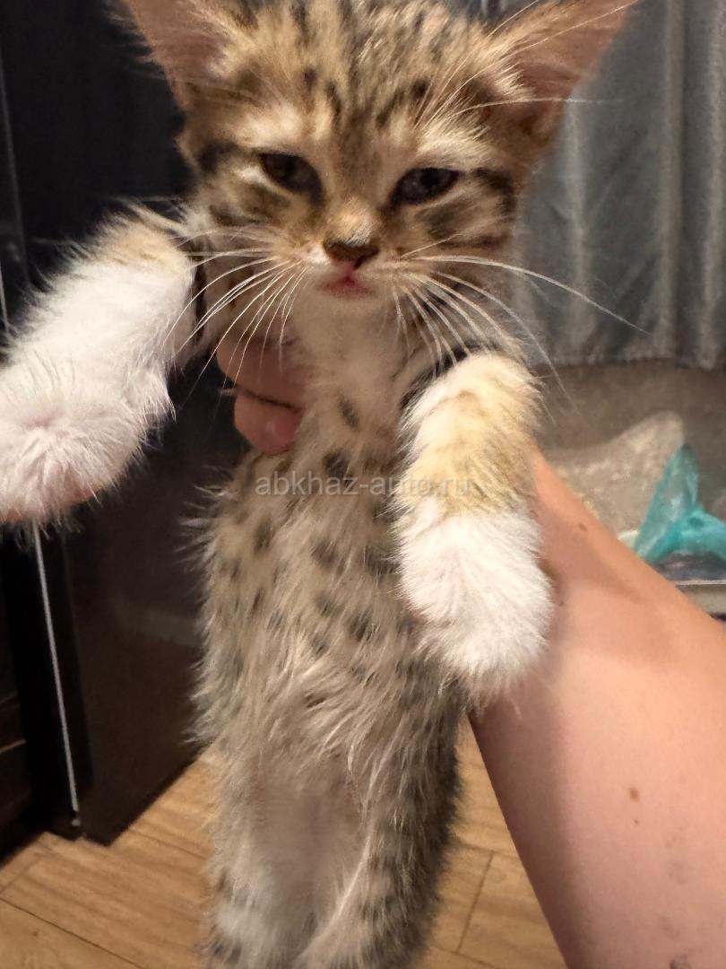 Котенок мальчик тигровый