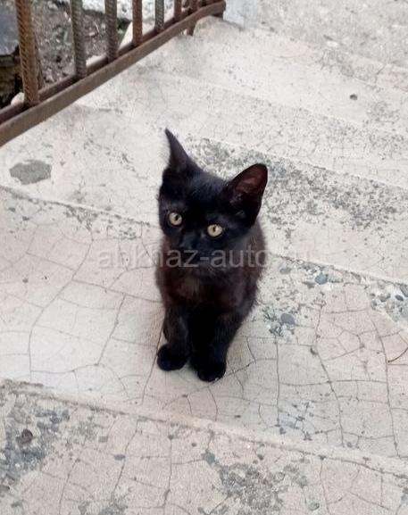 Черный котенок