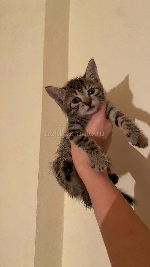 Отдам котят в добрые руки