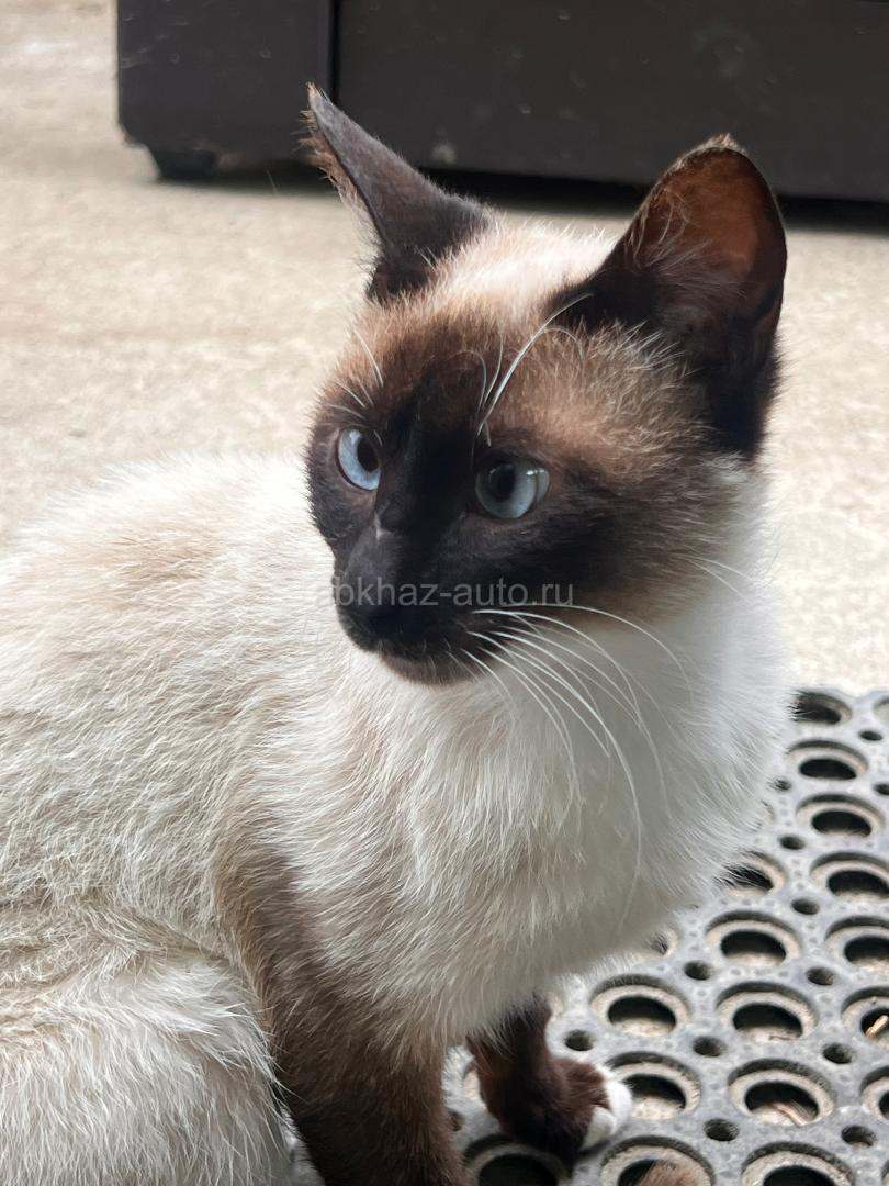 Тайская кошка