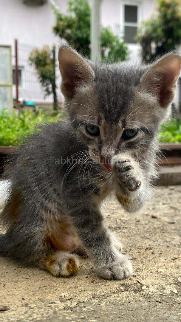 Отдам котят в добрые руки