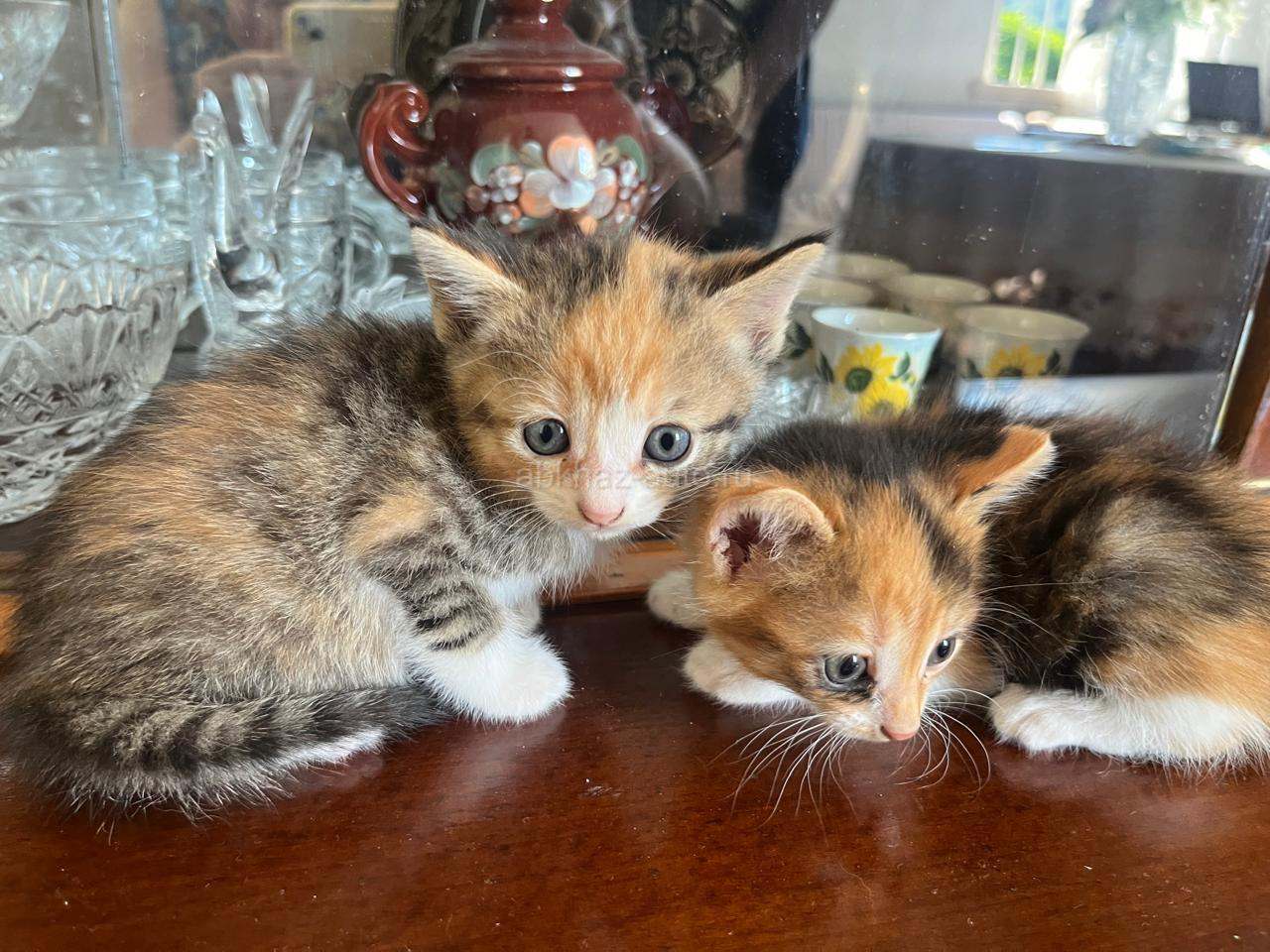 Котята-девочки