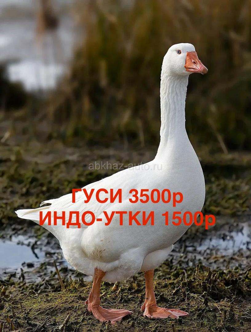 Гуси, индо-утки