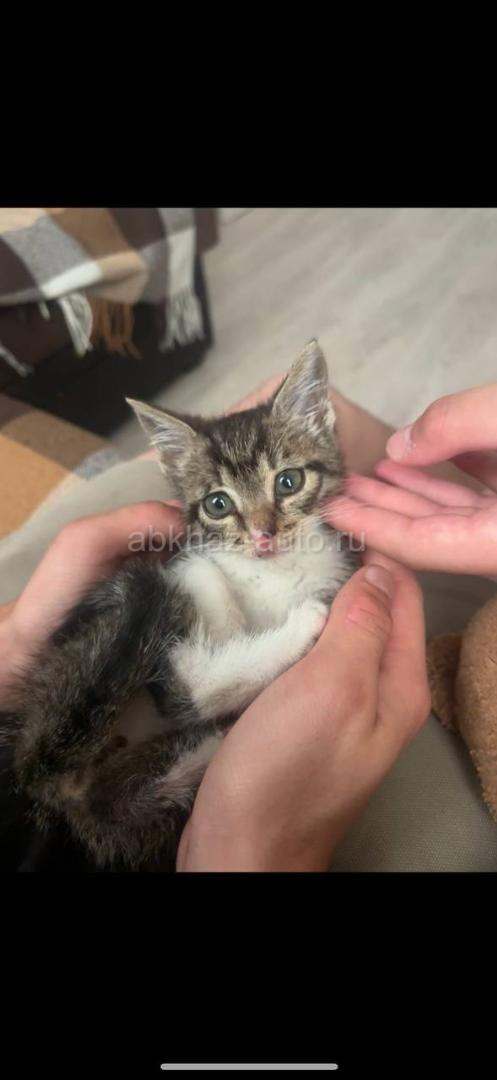 Отдаем котенка
