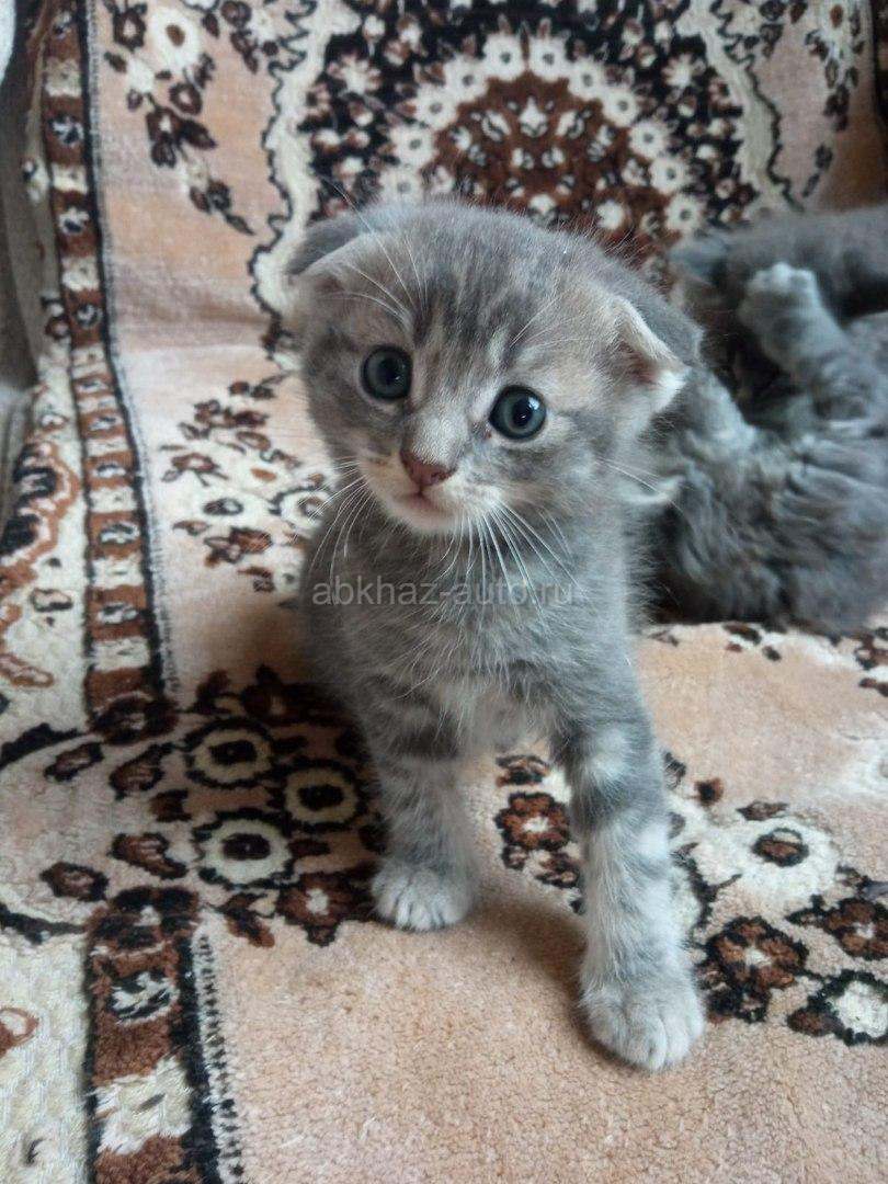 Котята от шотландской кошки