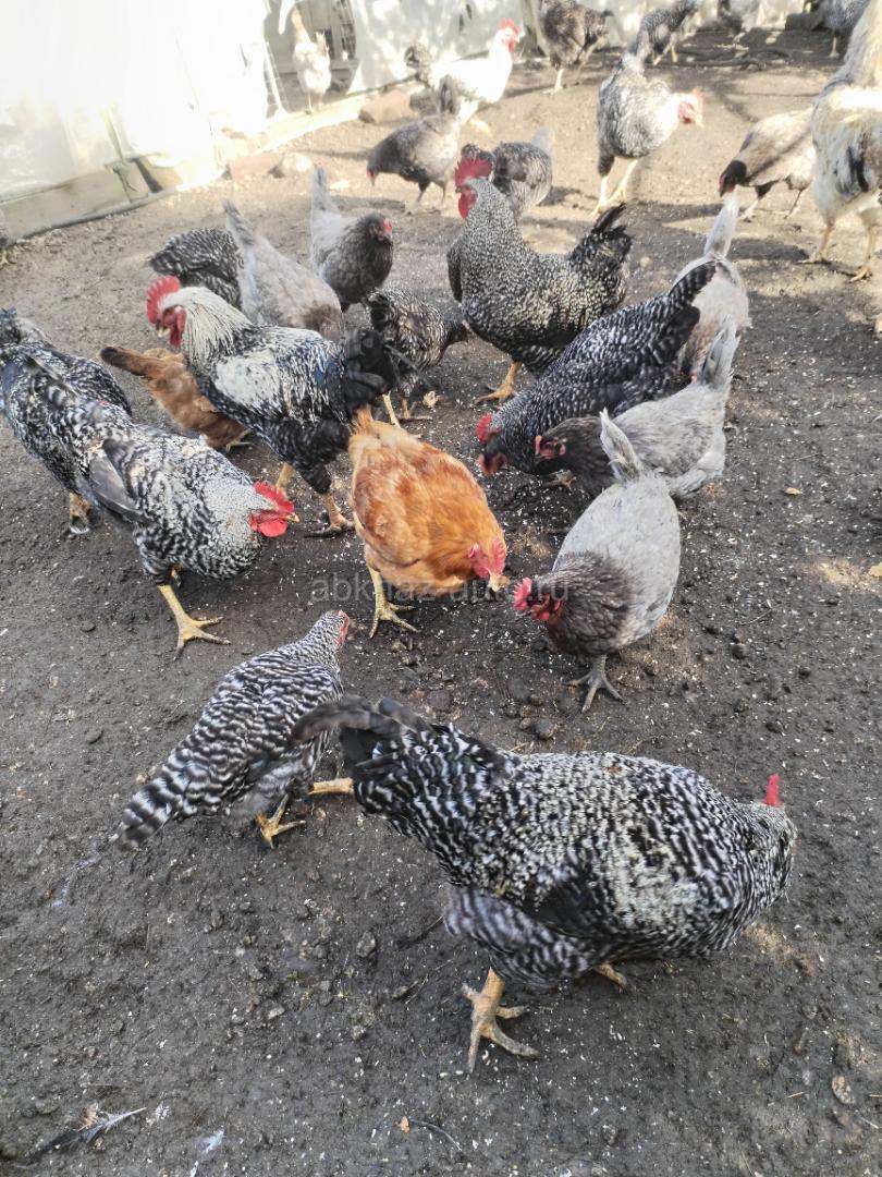 Куры и петухи