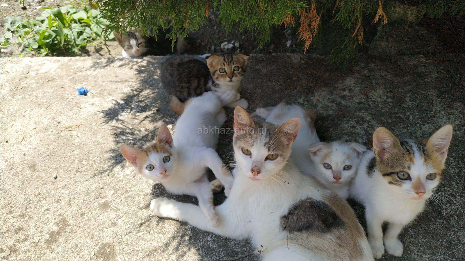 Котята в добрые руки
