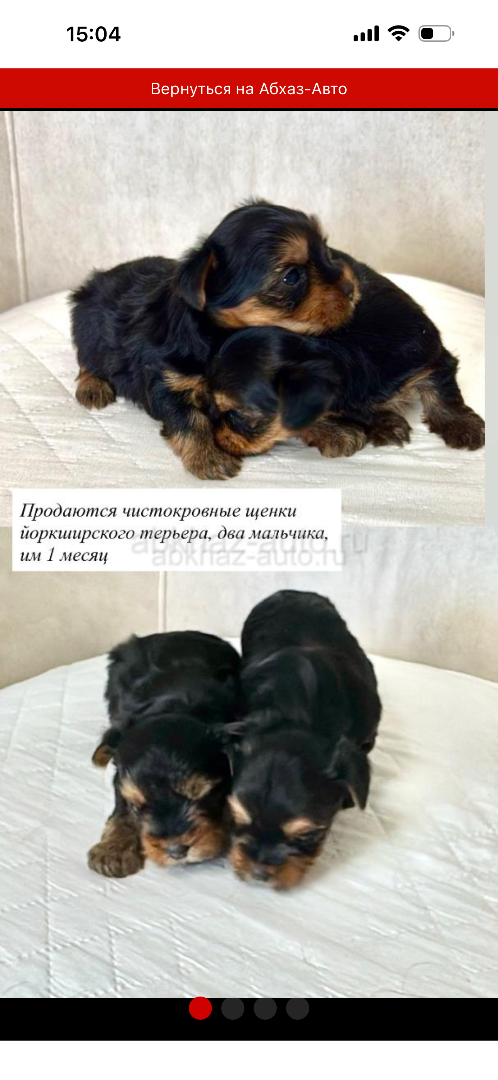 щенки йоркширского терьера