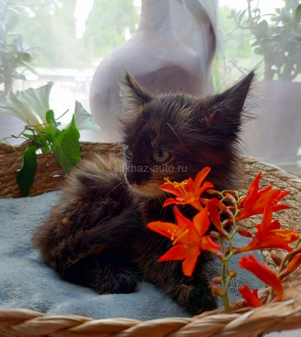 Кошечка