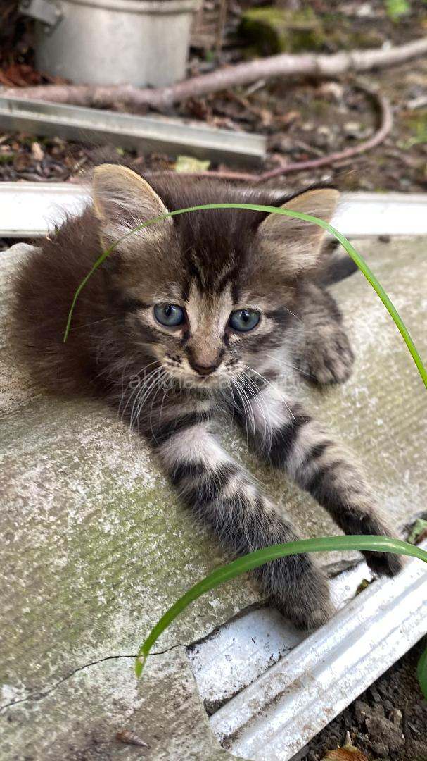 Отдам котят