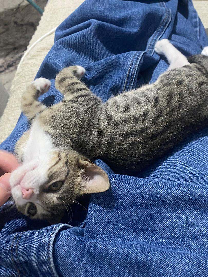 Породистый котенок