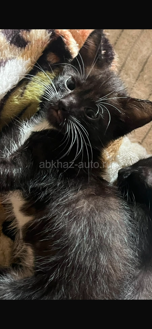 Котенок девочка