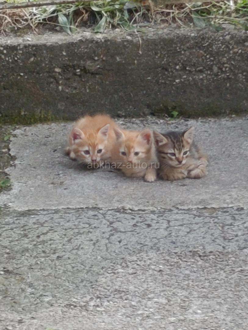В добрые руки