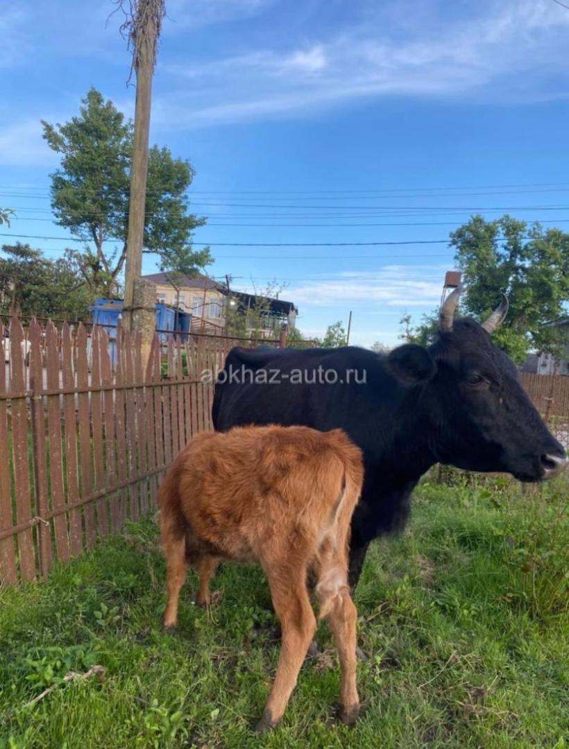 Корова