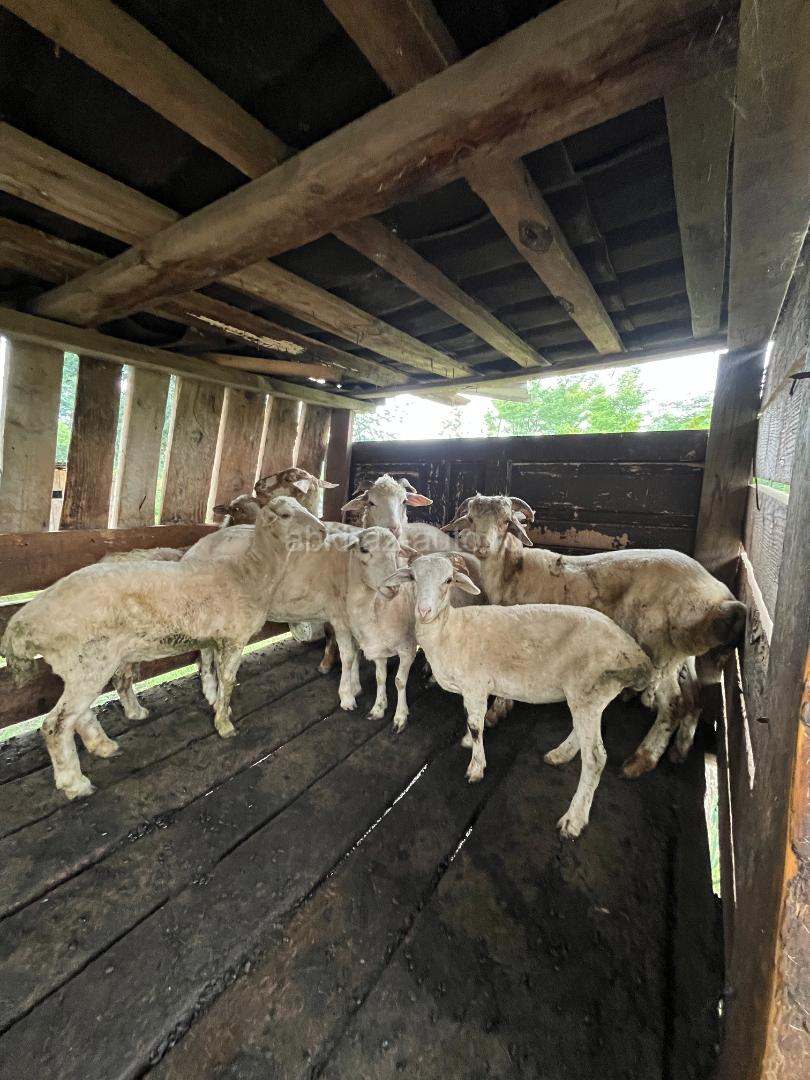 Барашки мальчики и девочки