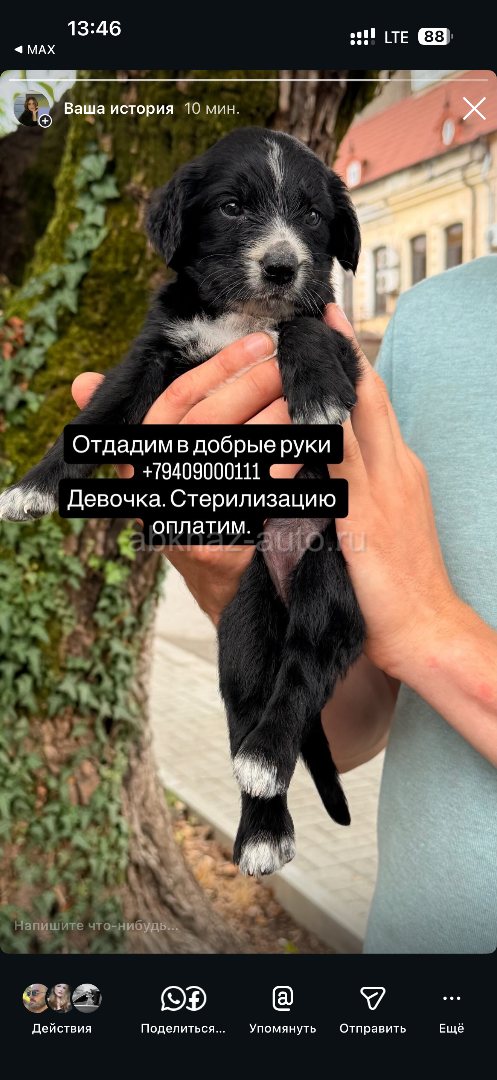 Щенок, девочка, 1.5 месяца