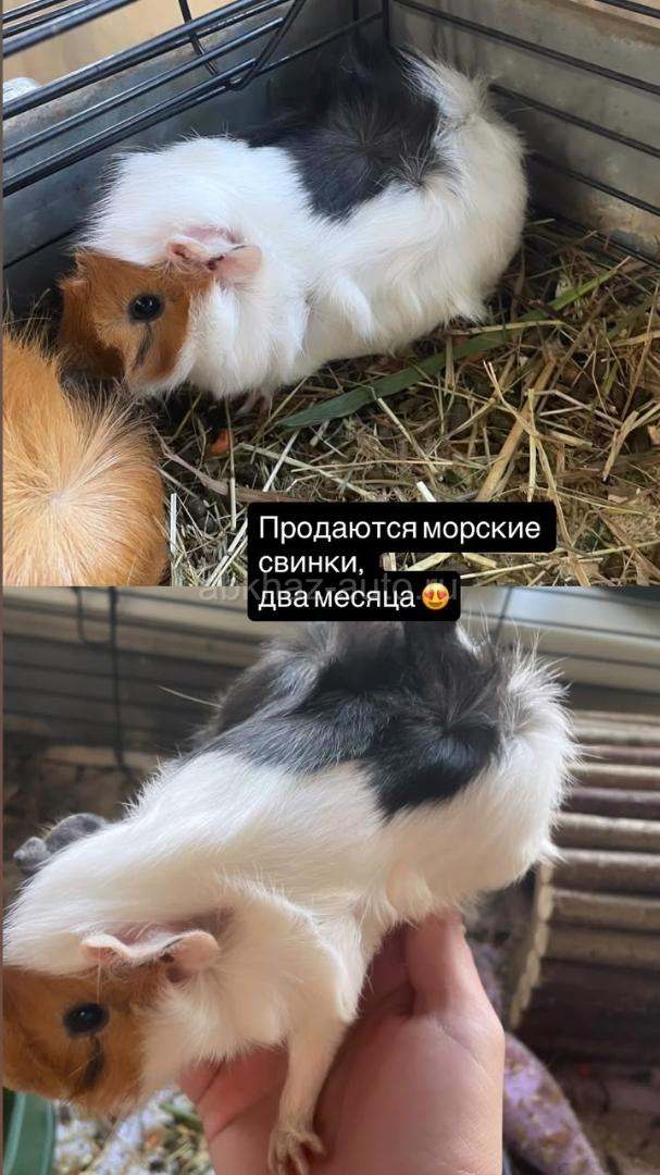 Розетчатая свинка