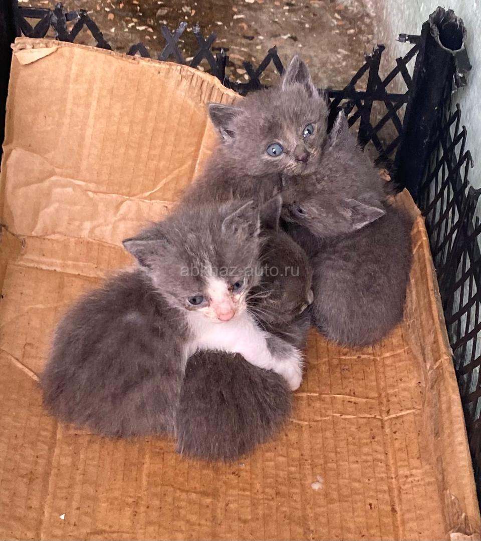 Котята в добрые руки