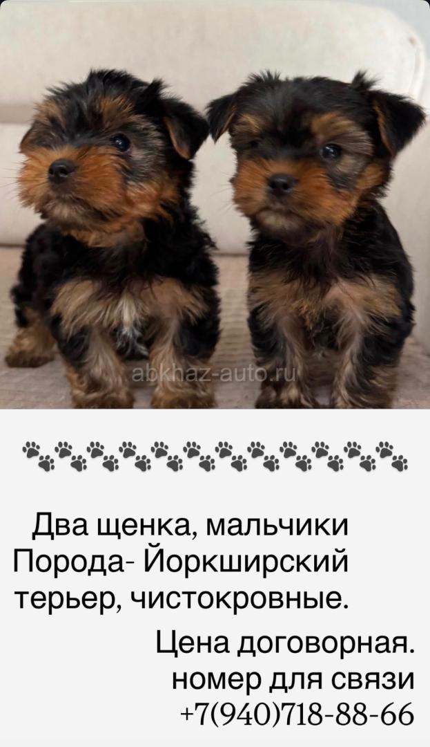 Щенки йоркширского терьера