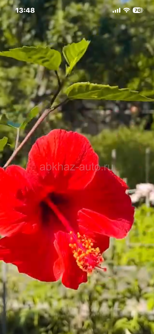 Китайская Роза
