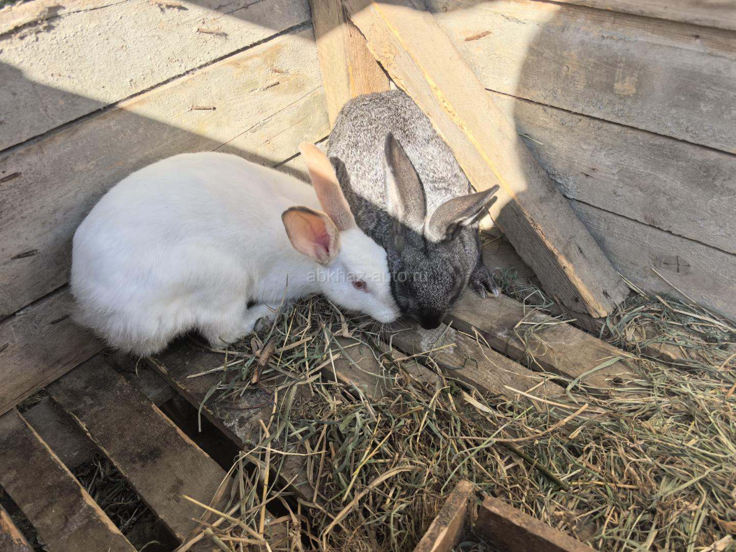 Кролики