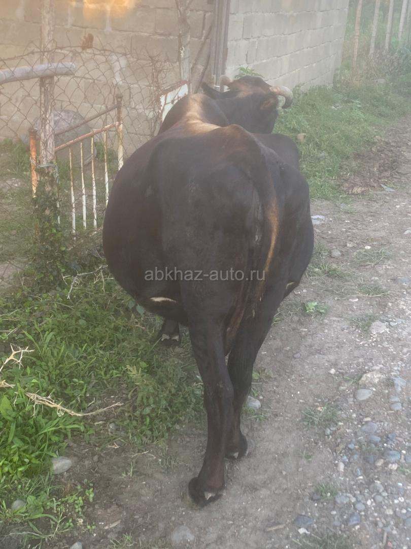 Корова