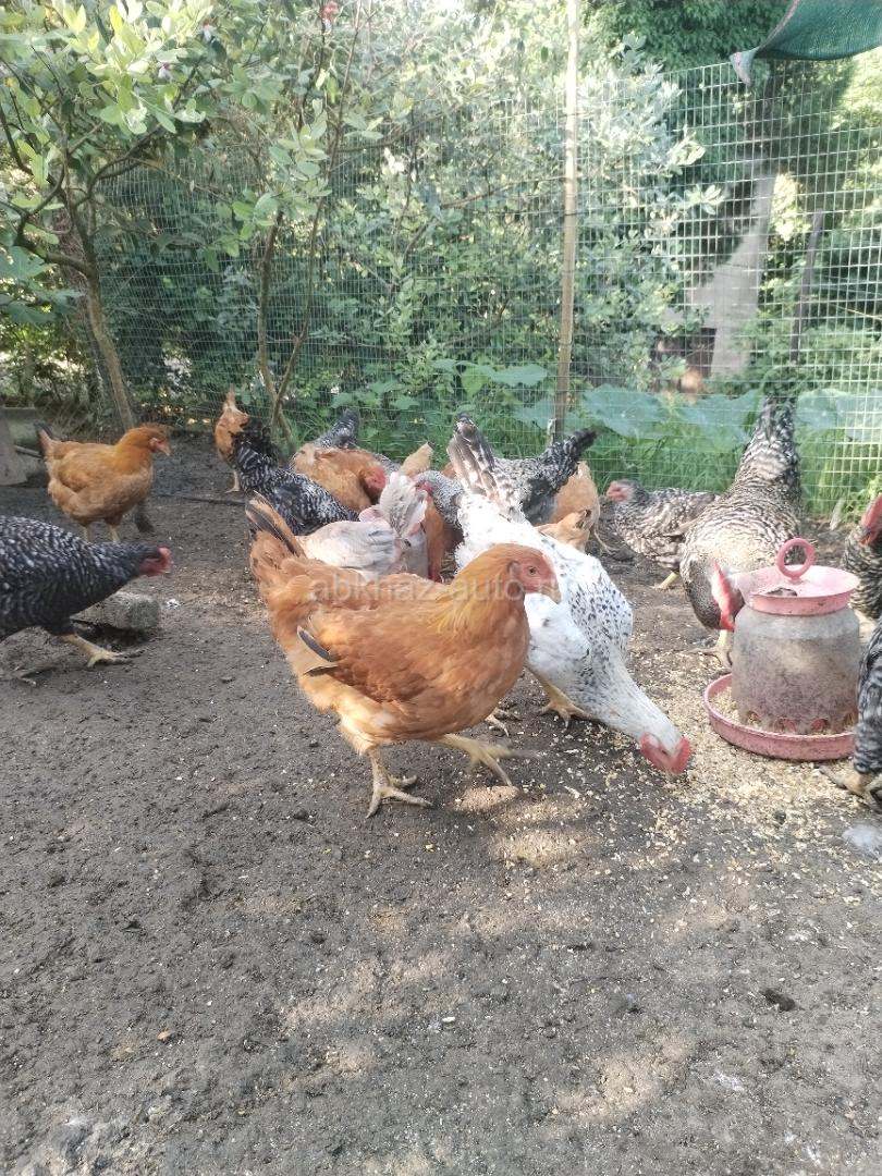Куры, петухи