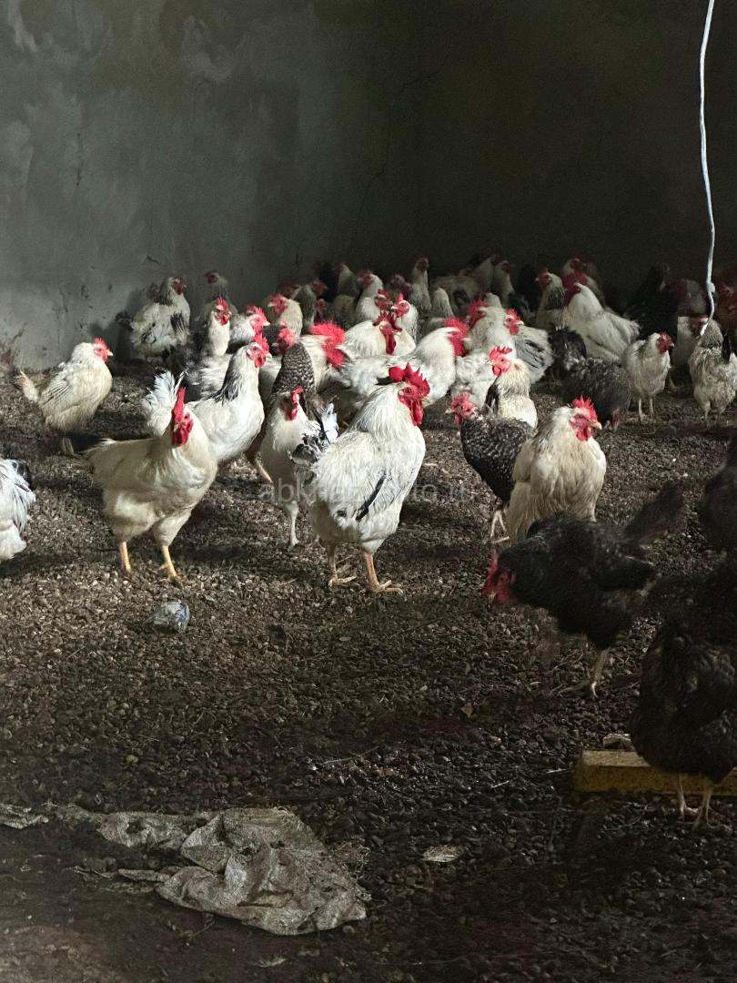 Домашние несушки