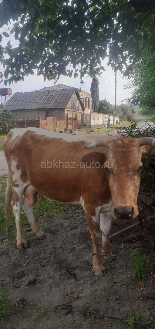 Продаётся корова тельная