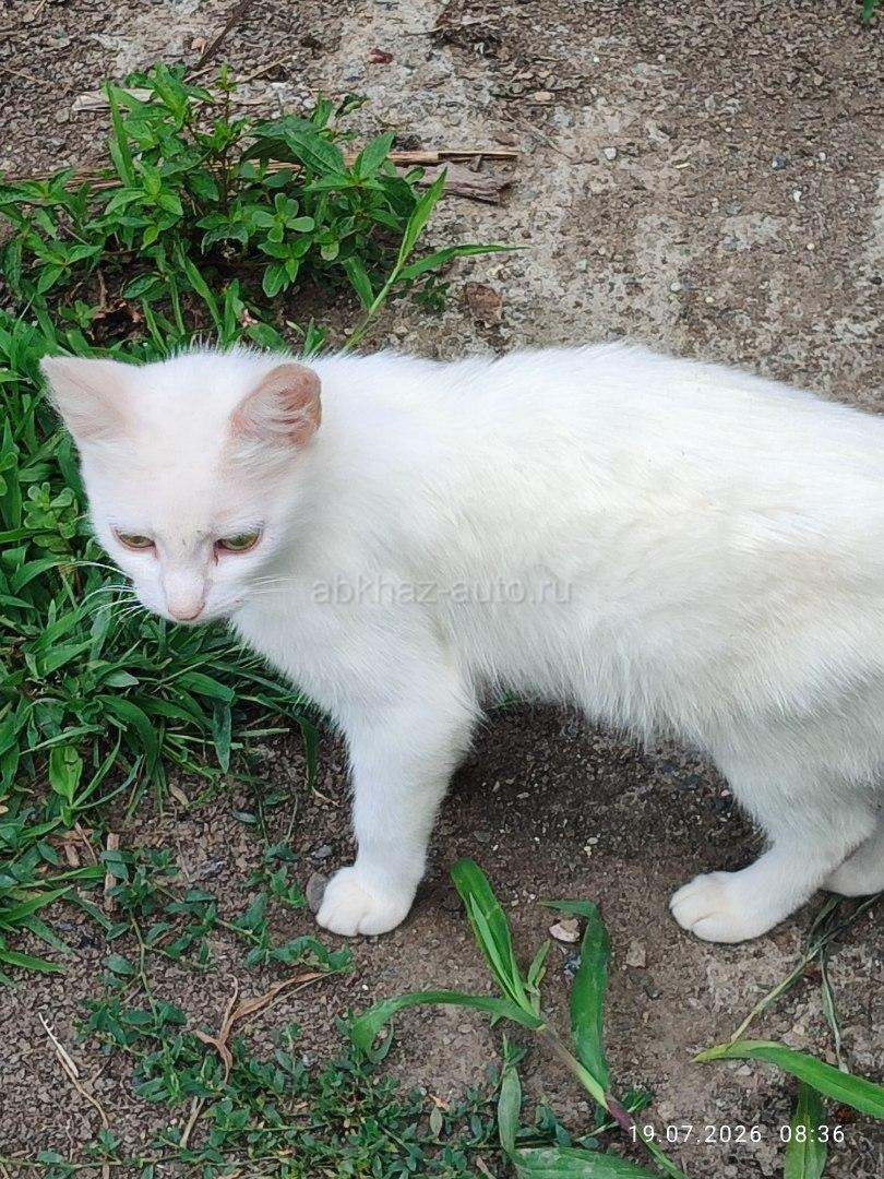 Кошка SOS