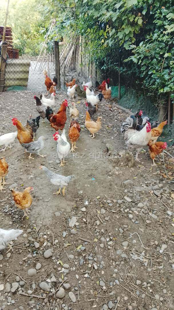 Продаётся домашние куры