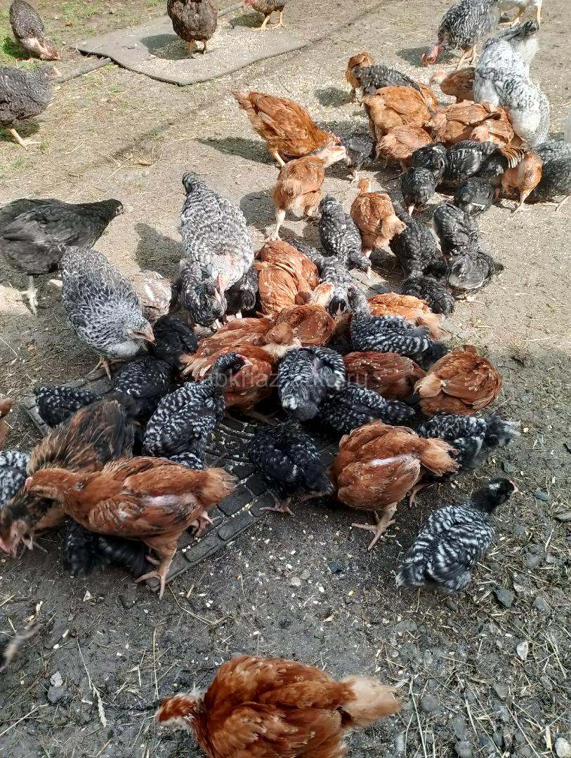 Продаются цеплята ,куры