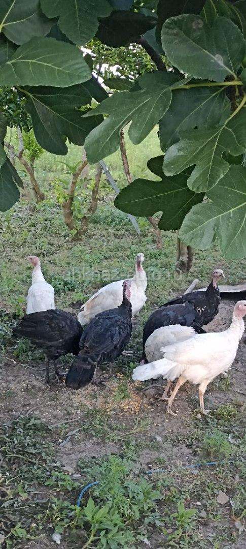 Индюшки
