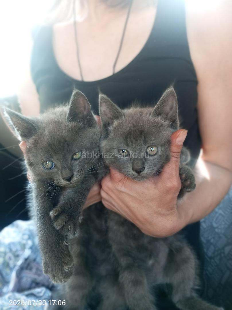 Котята британско сибирские