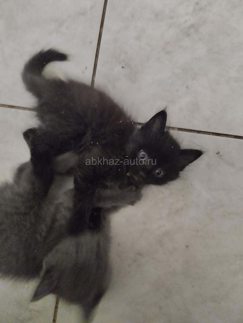 Котята мальчик и девочка