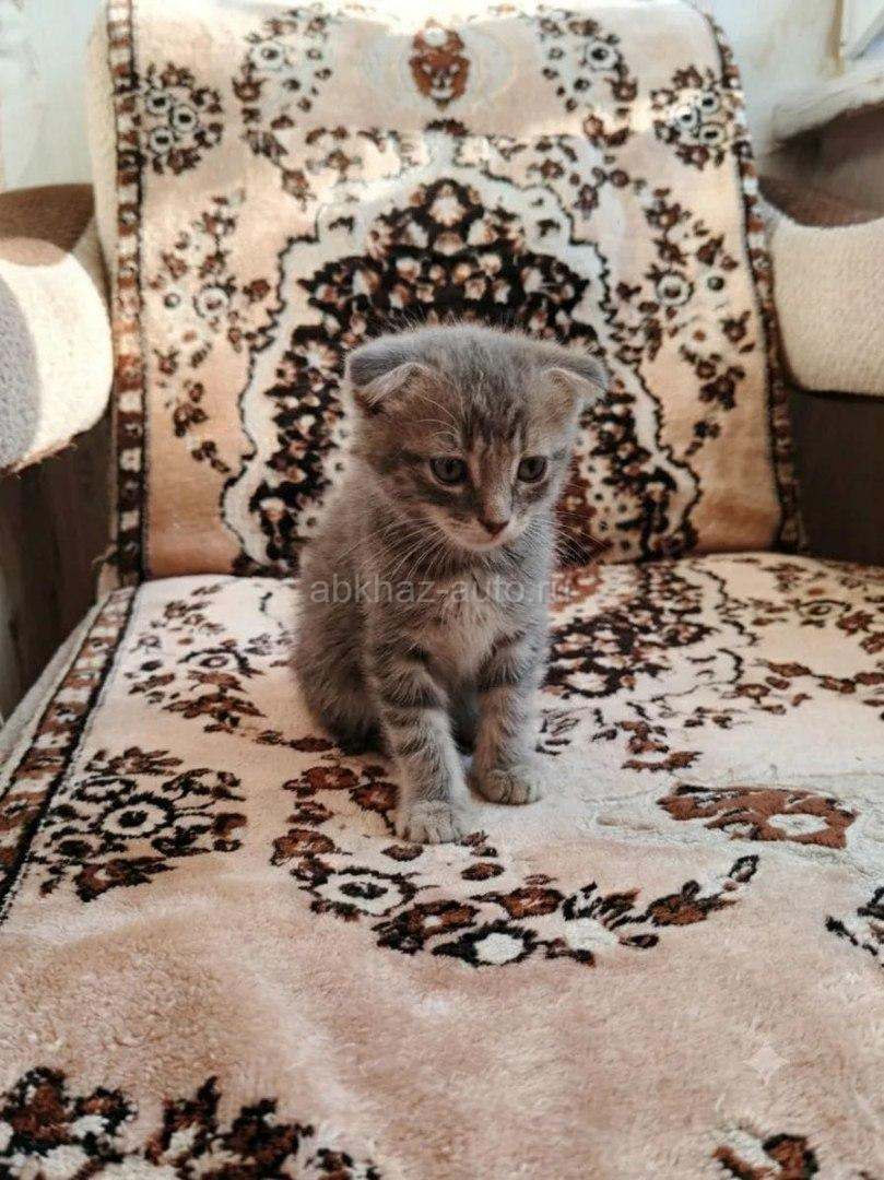 Породистые котята