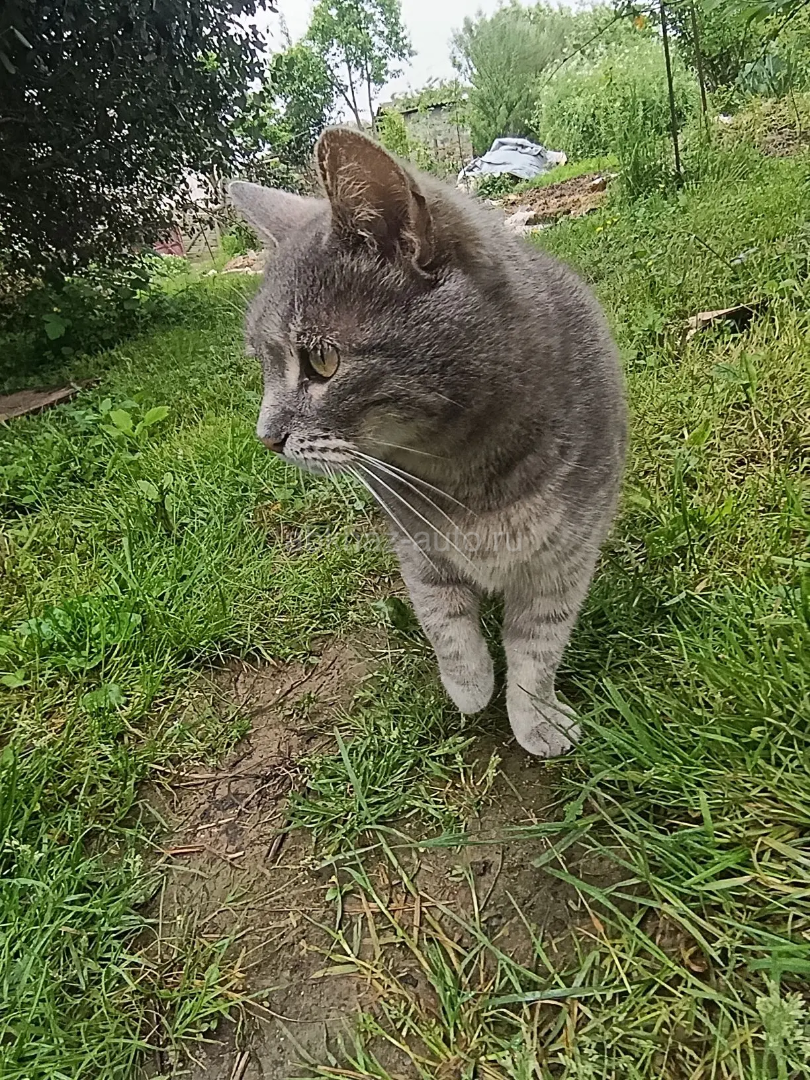 Очень красивая кошечка