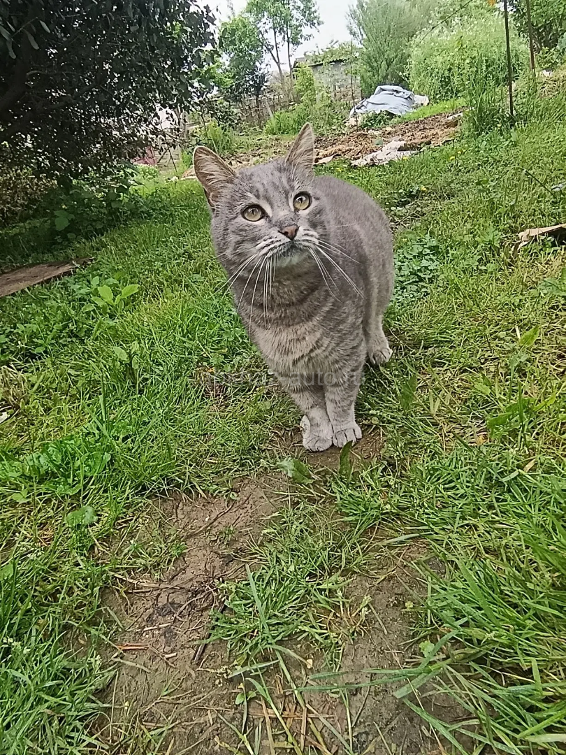 Молодая кошка