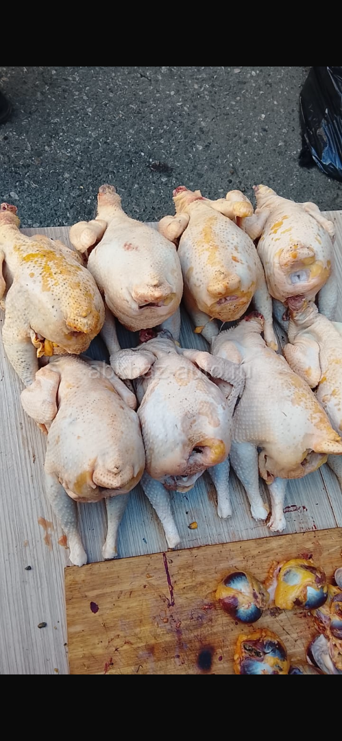 Куры домашние чищеные и живые
