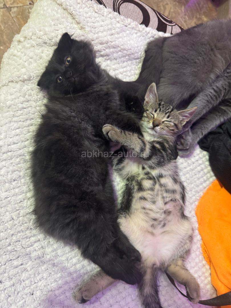Вислоухие котята