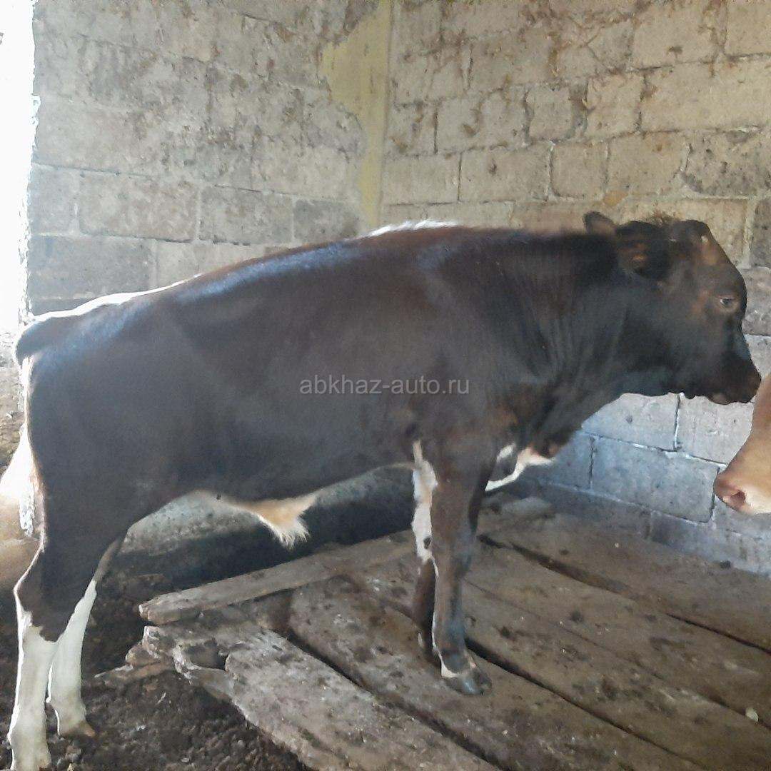 Породистый бычок