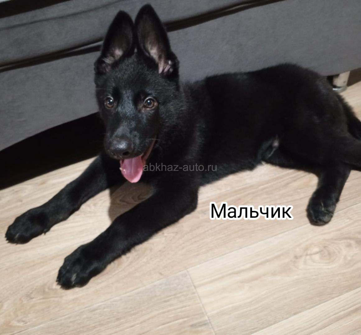Немецкая овчарка