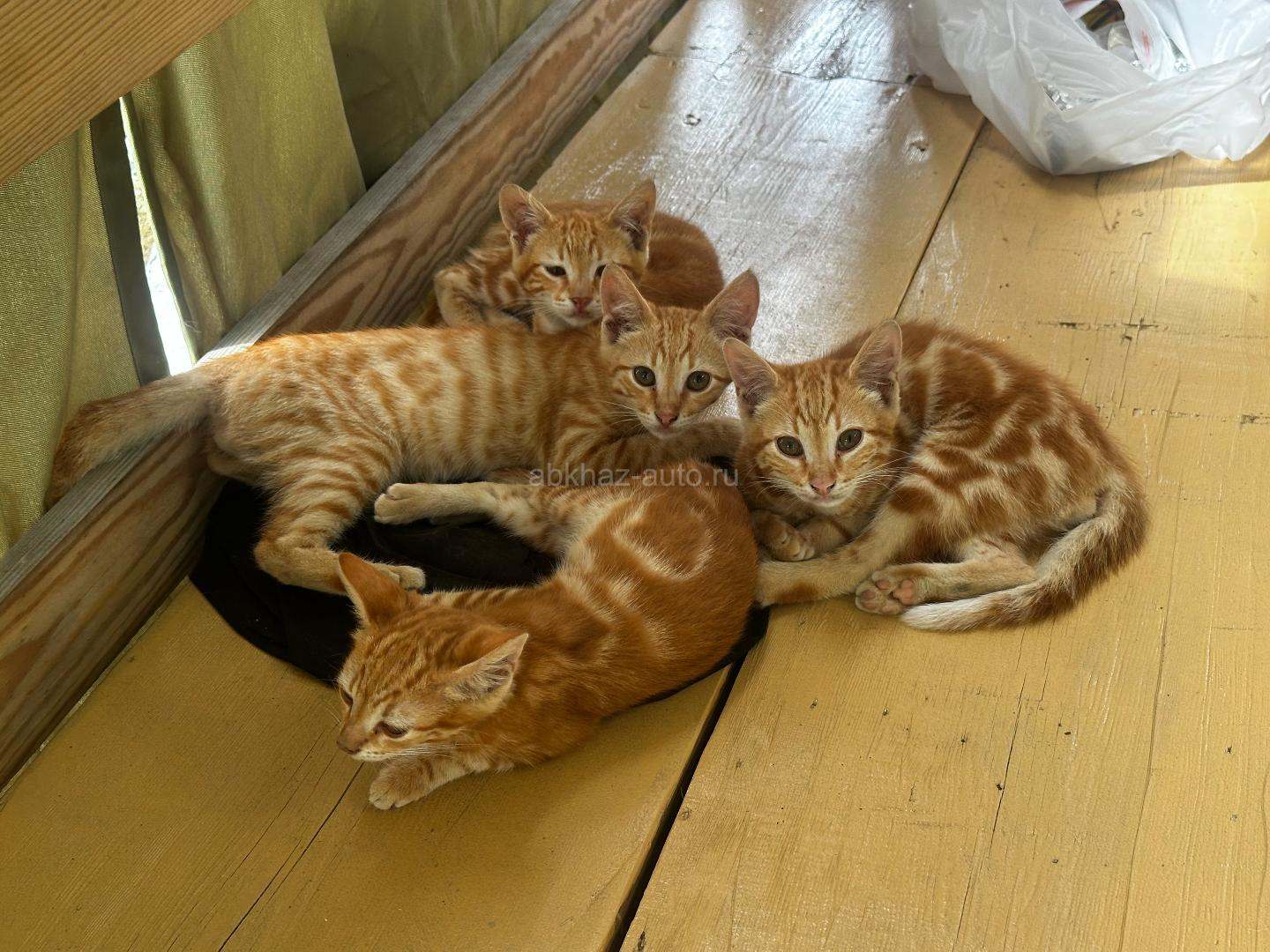 Котята в добрые руки
