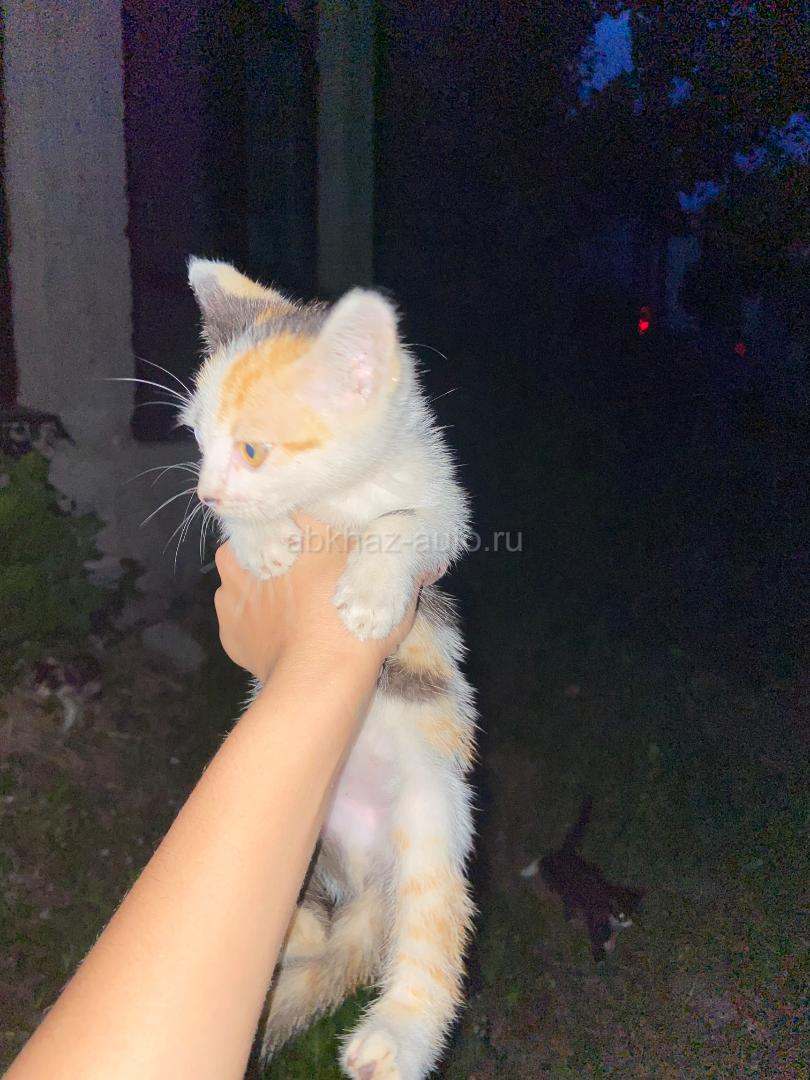 Котята, возраст примерно 3 месяца
