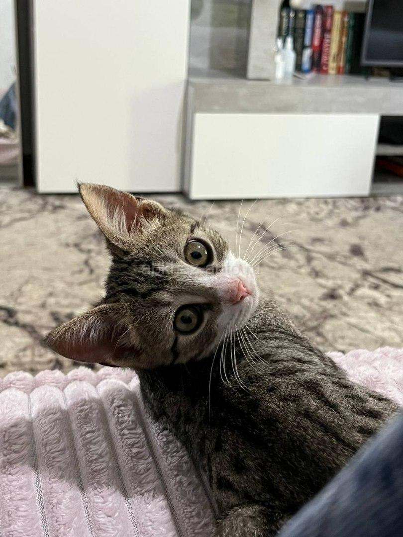 Котёнок мальчик